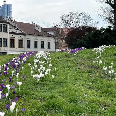Rzeszów - Łąka krokusowa na placu Cichociemnych w Rzeszowie - fot 4