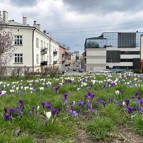 Rzeszów - Łąka krokusowa na placu Cichociemnych w Rzeszowie - fot 6