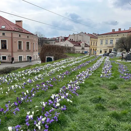 Rzeszów - Łąka krokusowa na placu Cichociemnych w Rzeszowie - fot 7