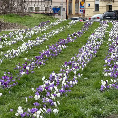 Rzeszów - Łąka krokusowa na placu Cichociemnych w Rzeszowie - fot 8