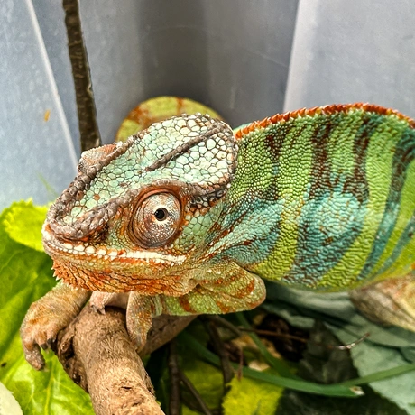 Rzeszów - Exoticarium – wystawa egzotycznych zwierząt w hali Podpromie [8.06.2025] - fot 1