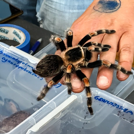 Rzeszów - Exoticarium – wystawa egzotycznych zwierząt w hali Podpromie [8.06.2025] - fot 65