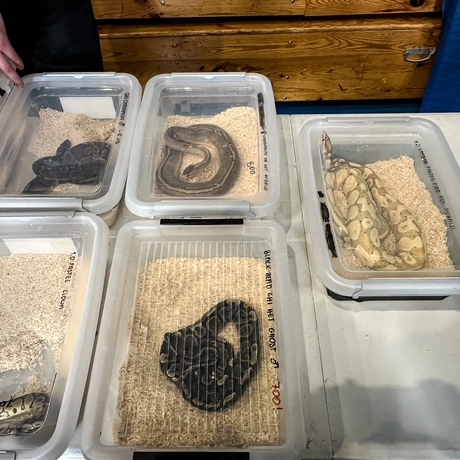 Rzeszów - Exoticarium – wystawa egzotycznych zwierząt w hali Podpromie [8.06.2025] - fot 63