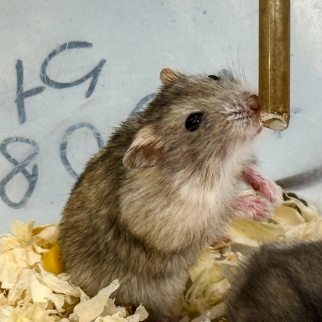 Rzeszów - Exoticarium – wystawa egzotycznych zwierząt w hali Podpromie [8.06.2025] - fot 62