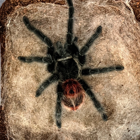 Rzeszów - Exoticarium – wystawa egzotycznych zwierząt w hali Podpromie [8.06.2025] - fot 50