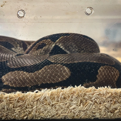 Rzeszów - Exoticarium – wystawa egzotycznych zwierząt w hali Podpromie [8.06.2025] - fot 45