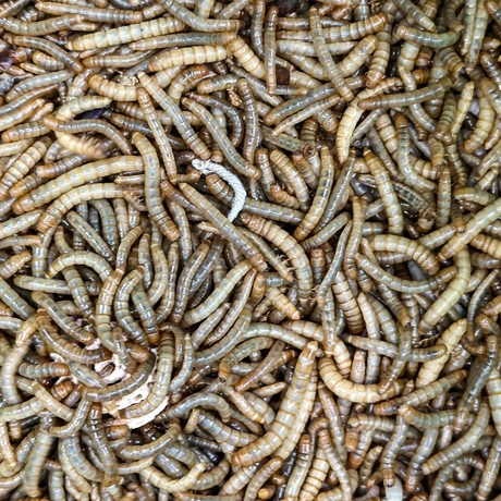 Rzeszów - Exoticarium – wystawa egzotycznych zwierząt w hali Podpromie [8.06.2025] - fot 54