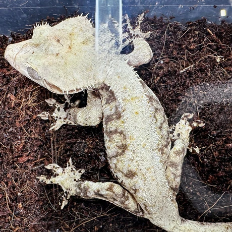 Rzeszów - Exoticarium – wystawa egzotycznych zwierząt w hali Podpromie [8.06.2025] - fot 55