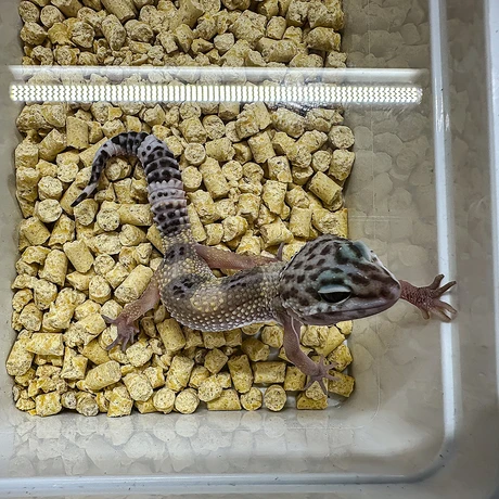 Rzeszów - Exoticarium – wystawa egzotycznych zwierząt w hali Podpromie [8.06.2025] - fot 53