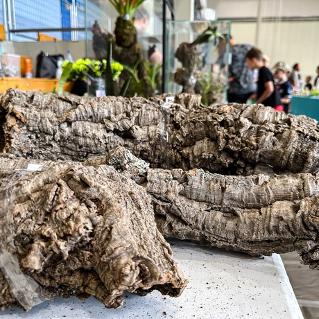 Rzeszów - Exoticarium – wystawa egzotycznych zwierząt w hali Podpromie [8.06.2025] - fot 37