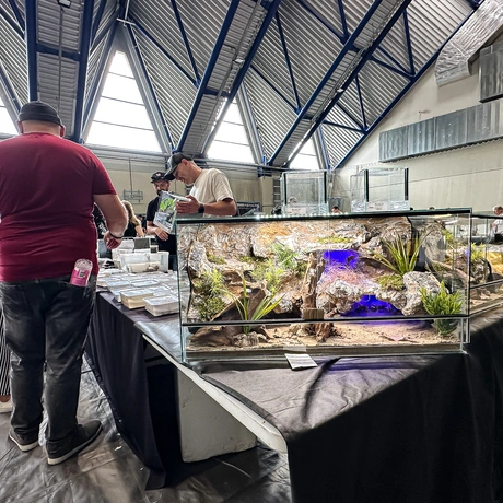 Rzeszów - Exoticarium – wystawa egzotycznych zwierząt w hali Podpromie [8.06.2025] - fot 35