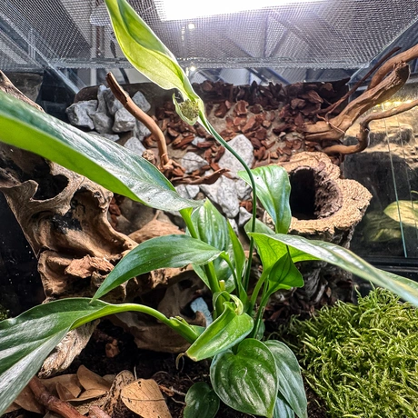 Rzeszów - Exoticarium – wystawa egzotycznych zwierząt w hali Podpromie [8.06.2025] - fot 23