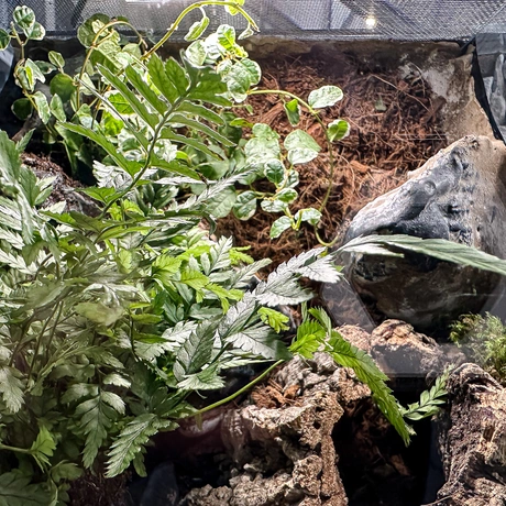 Rzeszów - Exoticarium – wystawa egzotycznych zwierząt w hali Podpromie [8.06.2025] - fot 27