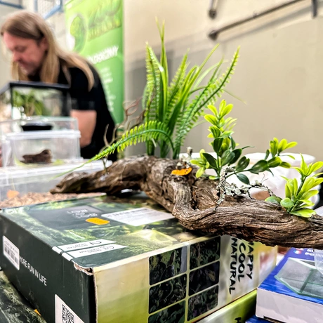 Rzeszów - Exoticarium – wystawa egzotycznych zwierząt w hali Podpromie [8.06.2025] - fot 49