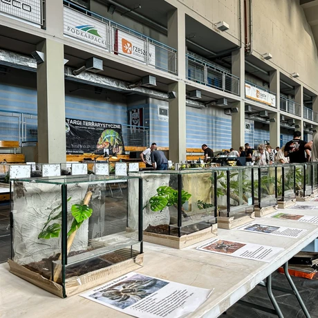Rzeszów - Exoticarium – wystawa egzotycznych zwierząt w hali Podpromie [8.06.2025] - fot 60