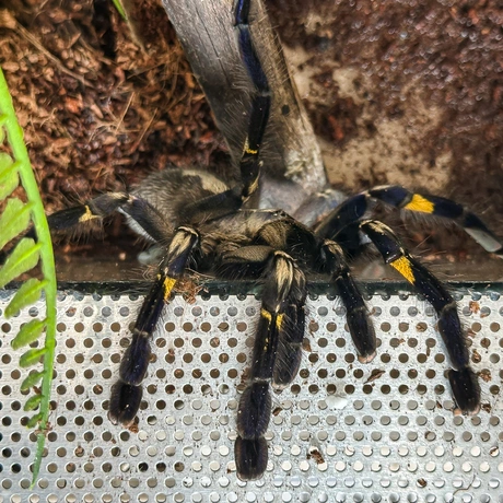 Rzeszów - Exoticarium – wystawa egzotycznych zwierząt w hali Podpromie [8.06.2025] - fot 31
