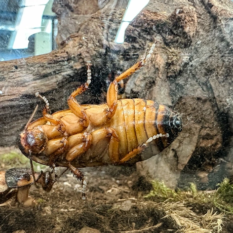Rzeszów - Exoticarium – wystawa egzotycznych zwierząt w hali Podpromie [8.06.2025] - fot 26