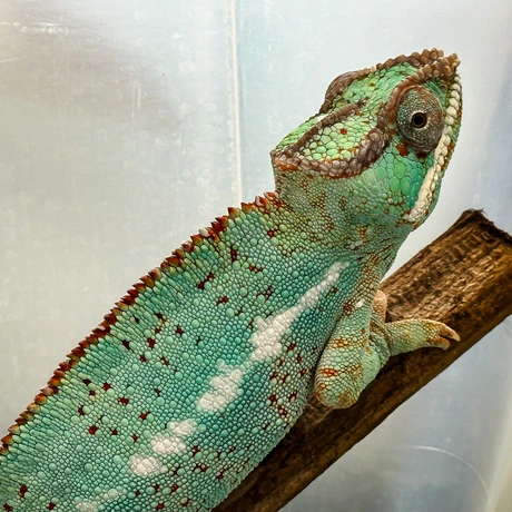 Rzeszów - Exoticarium – wystawa egzotycznych zwierząt w hali Podpromie [8.06.2025] - fot 44