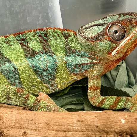 Rzeszów - Exoticarium – wystawa egzotycznych zwierząt w hali Podpromie [8.06.2025] - fot 56