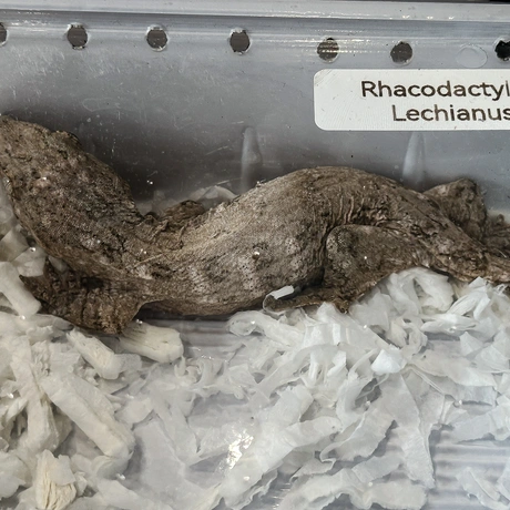 Rzeszów - Exoticarium – wystawa egzotycznych zwierząt w hali Podpromie [8.06.2025] - fot 47