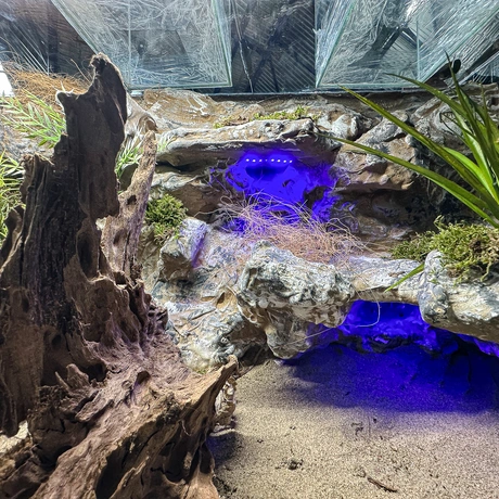 Rzeszów - Exoticarium – wystawa egzotycznych zwierząt w hali Podpromie [8.06.2025] - fot 10