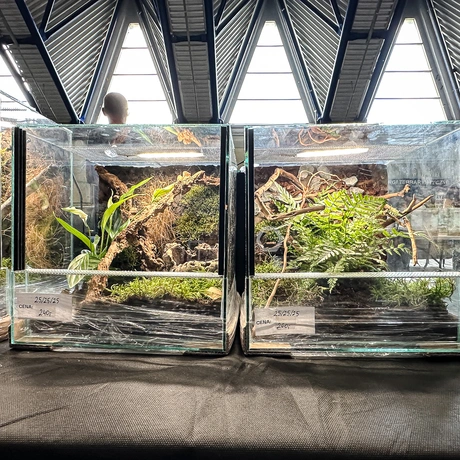 Rzeszów - Exoticarium – wystawa egzotycznych zwierząt w hali Podpromie [8.06.2025] - fot 12