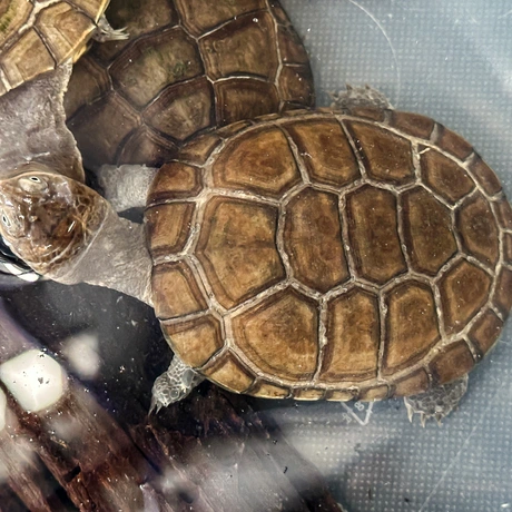 Rzeszów - Exoticarium – wystawa egzotycznych zwierząt w hali Podpromie [8.06.2025] - fot 21