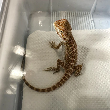 Rzeszów - Exoticarium – wystawa egzotycznych zwierząt w hali Podpromie [8.06.2025] - fot 34
