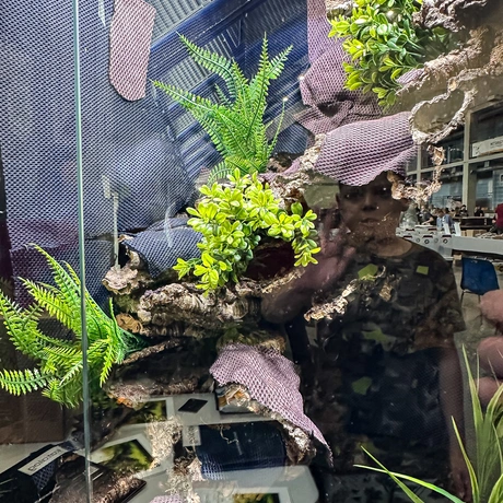 Rzeszów - Exoticarium – wystawa egzotycznych zwierząt w hali Podpromie [8.06.2025] - fot 6