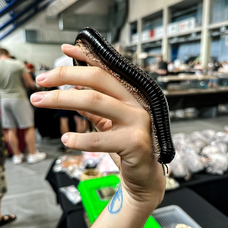 Rzeszów - Exoticarium – wystawa egzotycznych zwierząt w hali Podpromie [8.06.2025] - fot 18