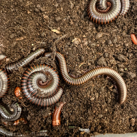 Rzeszów - Exoticarium – wystawa egzotycznych zwierząt w hali Podpromie [8.06.2025] - fot 3