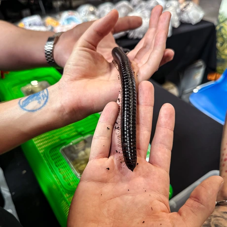 Rzeszów - Exoticarium – wystawa egzotycznych zwierząt w hali Podpromie [8.06.2025] - fot 19