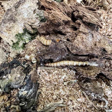 Rzeszów - Exoticarium – wystawa egzotycznych zwierząt w hali Podpromie [8.06.2025] - fot 2