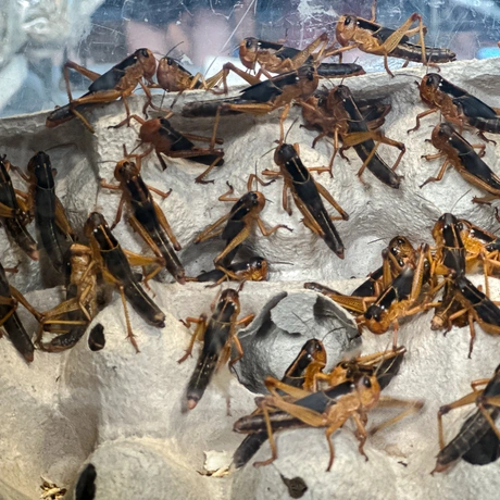 Rzeszów - Exoticarium – wystawa egzotycznych zwierząt w hali Podpromie [8.06.2025] - fot 7