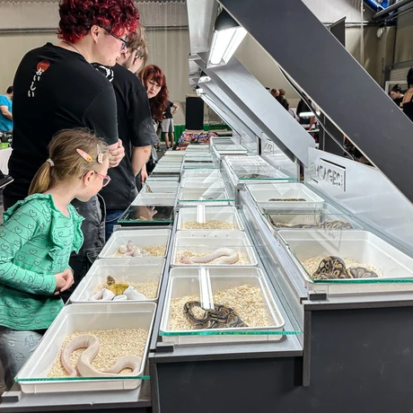 Rzeszów - Exoticarium – wystawa egzotycznych zwierząt w hali Podpromie [8.06.2025] - fot 20