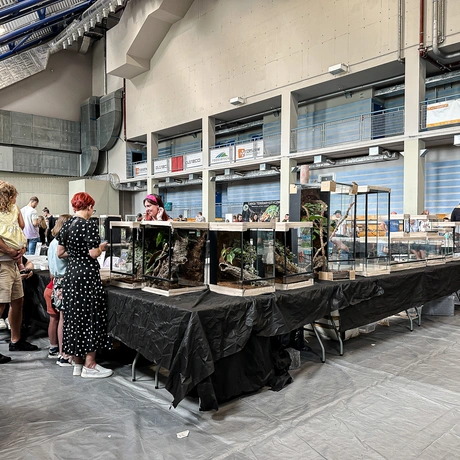 Rzeszów - Exoticarium – wystawa egzotycznych zwierząt w hali Podpromie [8.06.2025] - fot 5