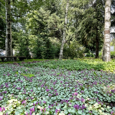 Rzeszów - Wiosna w parku dla seniorów przy ul. Staszica - fot 26