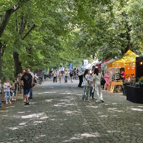 Rzeszów - ESK 2025: Wschód Wina przy al. Lubomirskich - fot 2