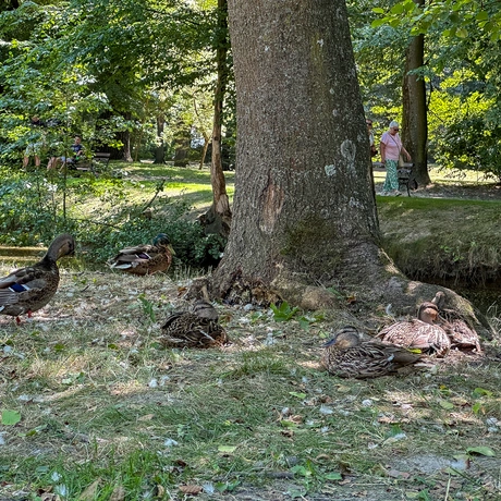 Rzeszów - Lato w zrewitalizowanym parku na osiedlu Słocina [lipiec 2025] - fot 26