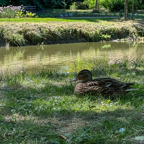 Rzeszów - Lato w zrewitalizowanym parku na osiedlu Słocina [lipiec 2025] - fot 29