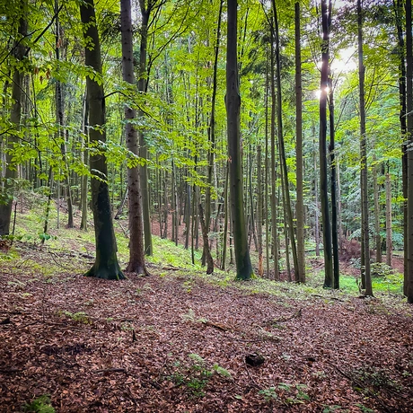 Rzeszów - Rezerwat przyrody "Mójka" - spacer szlakiem Jelenia - fot 12