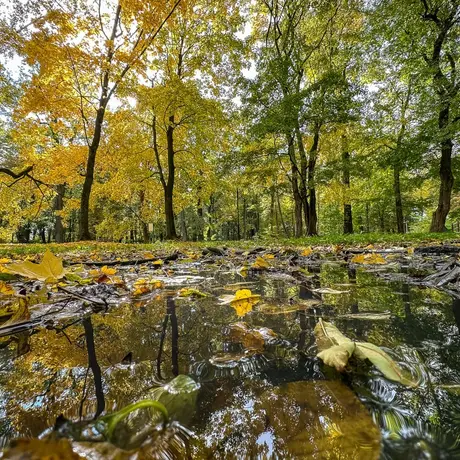 Rzeszów - Jesień w parku im. Władysława Szafera - fot 26
