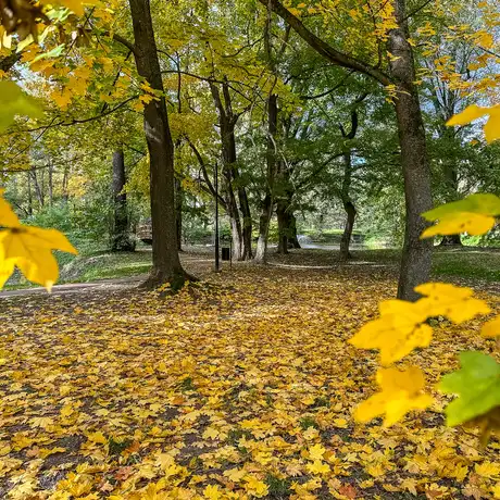 Rzeszów - Jesień w parku im. Władysława Szafera - fot 7