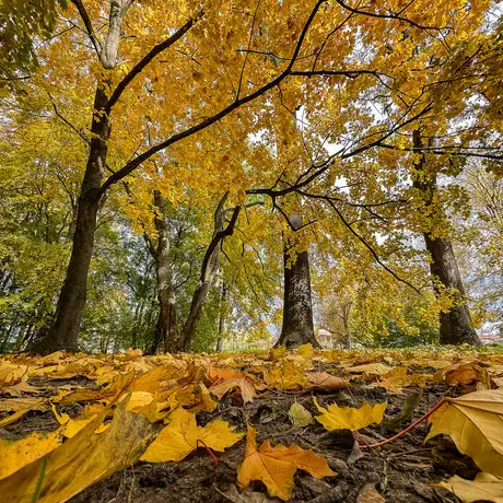Rzeszów - Jesień w parku im. Władysława Szafera - fot 2
