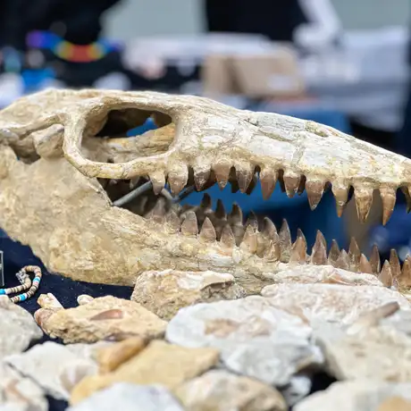 Rzeszów - Listopadowa Giełda Biżuterii i Minerałów w Rzeszowie - fot 50