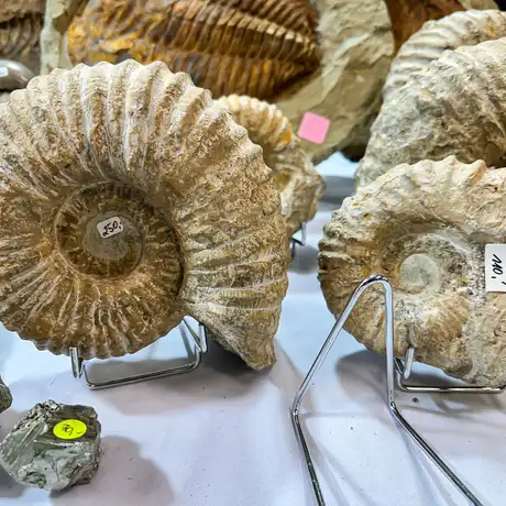 Rzeszów - Listopadowa Giełda Biżuterii i Minerałów w Rzeszowie - fot 32