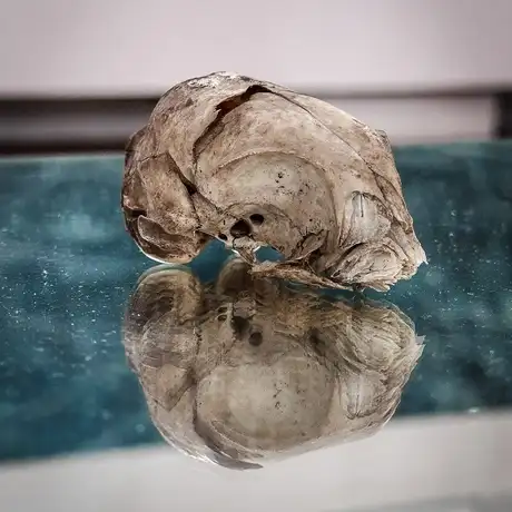 Rzeszów - Bartosz Nalepa / DNO LASU - wystawa w BWA - fot 58