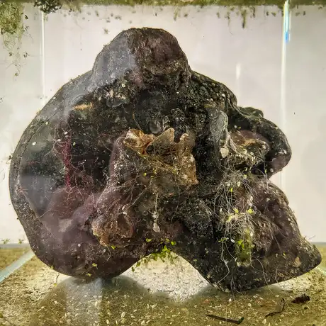 Rzeszów - Bartosz Nalepa / DNO LASU - wystawa w BWA - fot 1