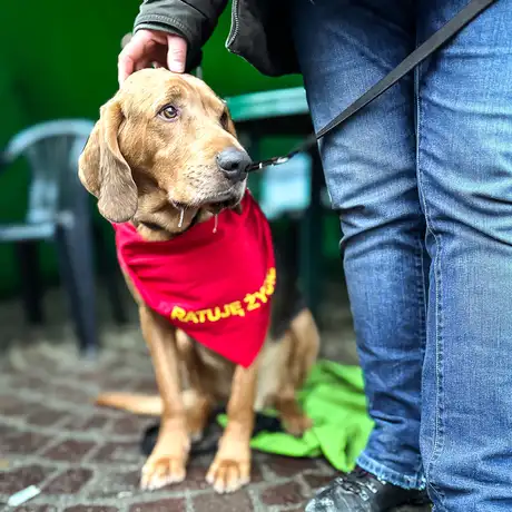 Rzeszów - 34. Finał Wielkiej Orkiestry Świątecznej Pomocy w Rzeszowie - fot 41