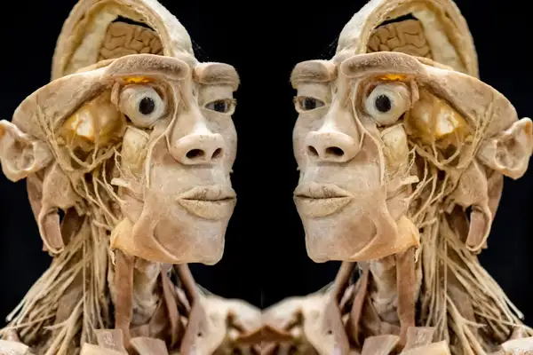 Real Human Bodies